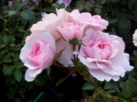 Rose Assorted 2 ft Standards (Rosa spp.)