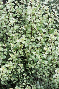 Ivory Pittosporum Ivory Sheen (Pittosporum)