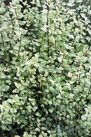 Ivory Pittosporum Ivory Sheen (Pittosporum) - Ladybird Nursery