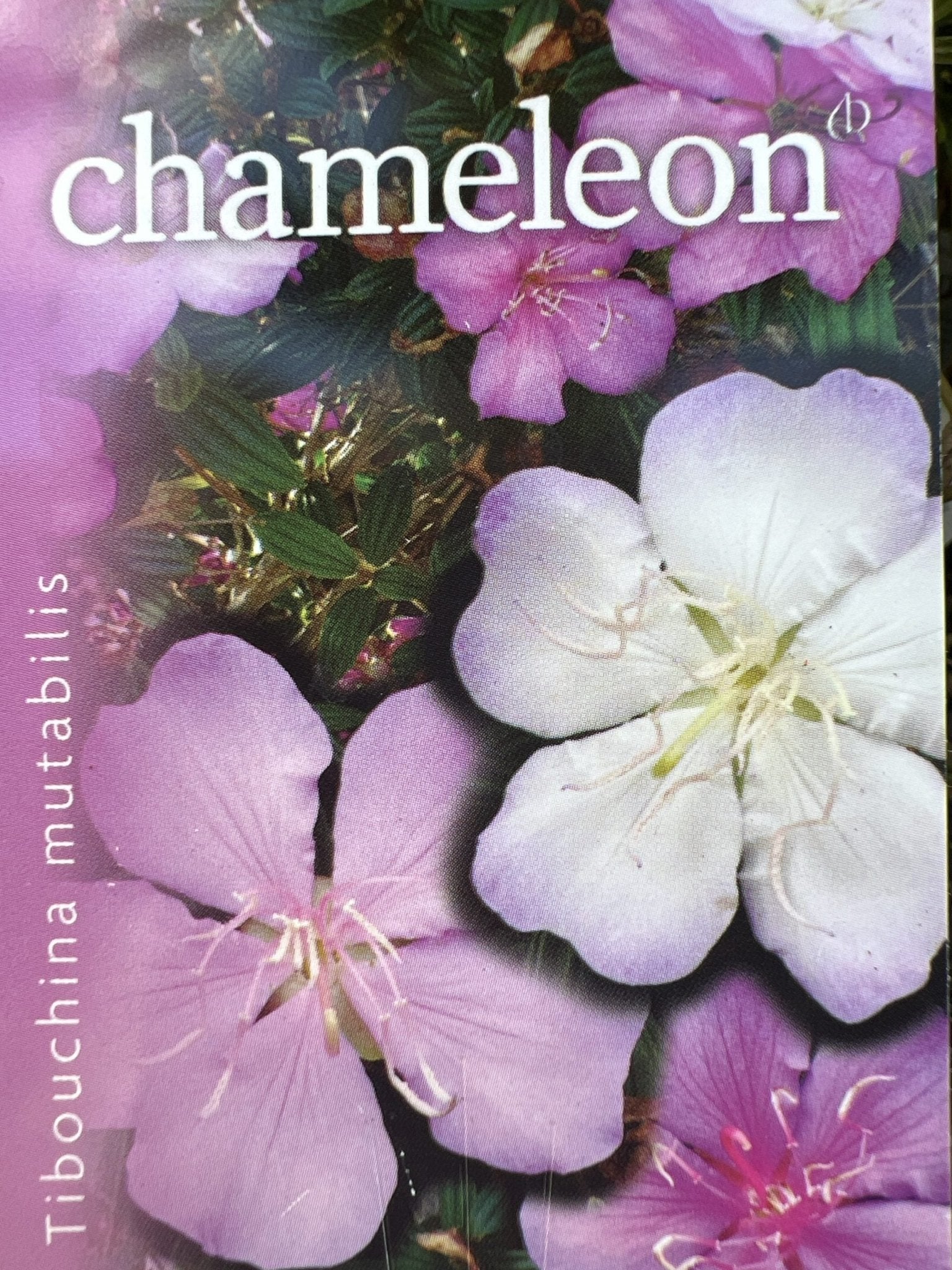 Tibouchina Chameleon - Ladybird Nursery