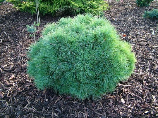 Eastern White Pine ‘Sea Urchin’ (Pinus strobus) - Ladybird Nursery