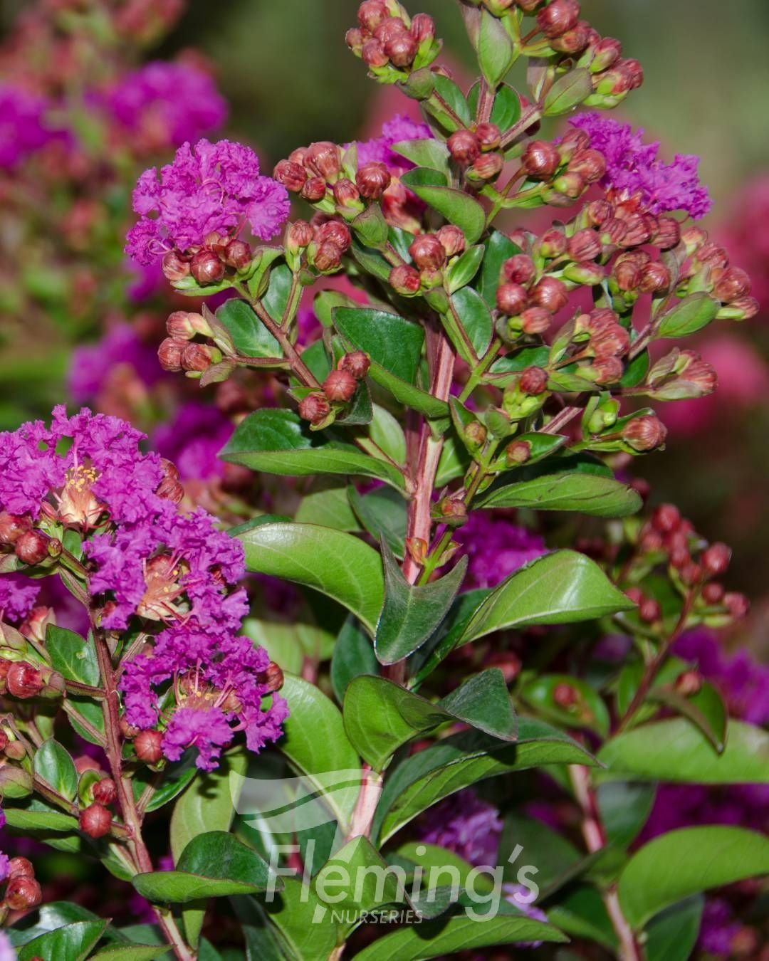 Crepe Myrtle Dwarf Purple Magic (Lagerstroemia indica) - Ladybird Nursery