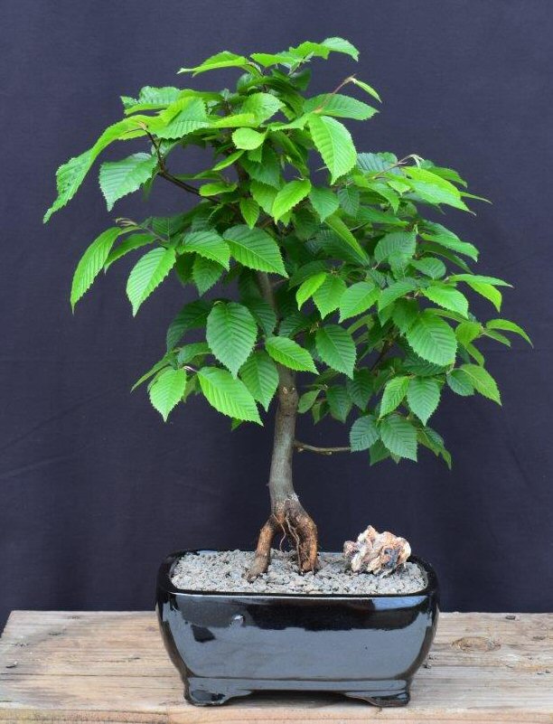 European Hornbeam Bonsai Starter (Carpinus betulus)