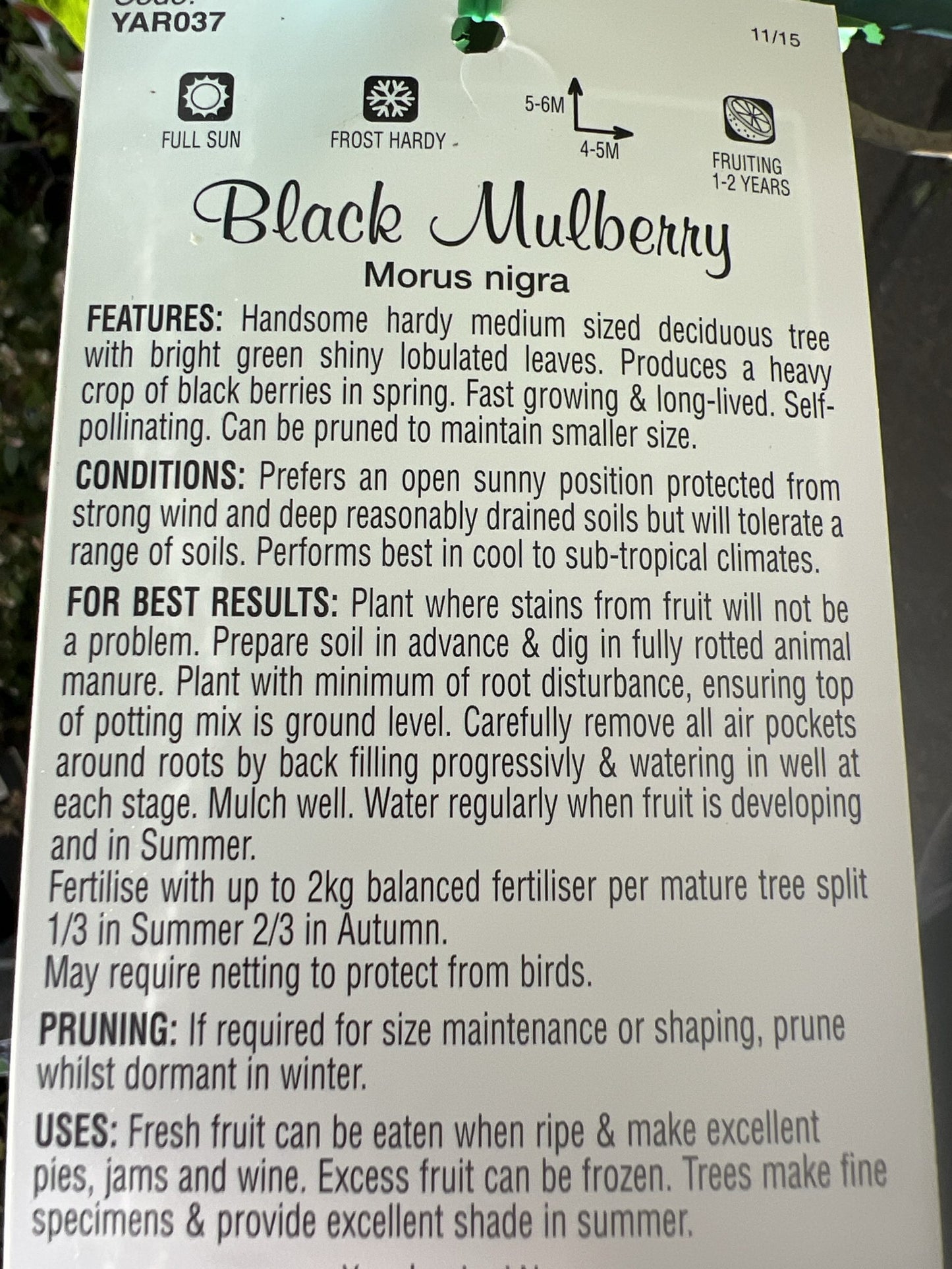 Mulberry 'Black' - Large