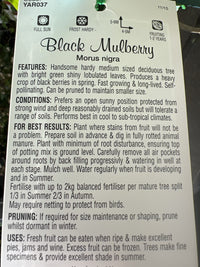 Mulberry 'Black' - Large