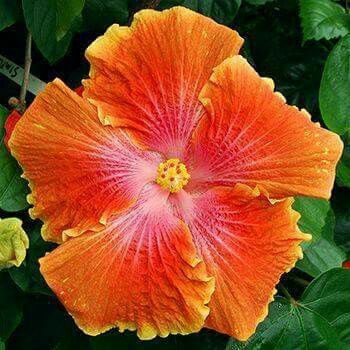 Chinese Hibiscus Fantasy Orange Sunset (Hibiscus rosa-sinensis)