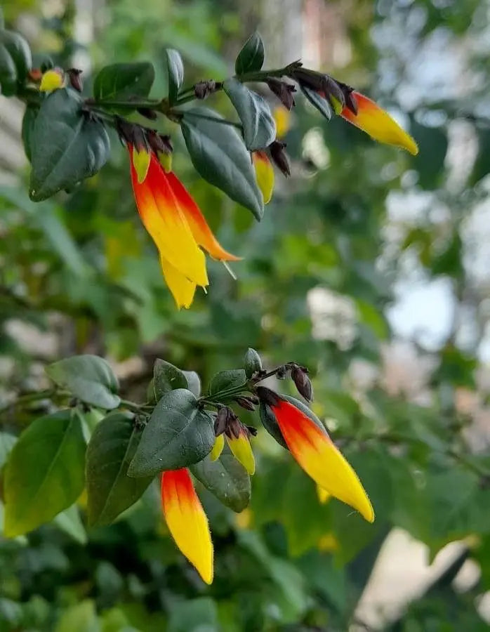 Brazilian Plume Flower (Justicia floribunda)