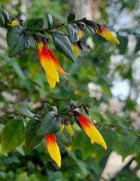 Brazilian Plume Flower (Justicia floribunda) - Ladybird Nursery