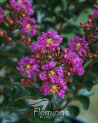 Crepe Myrtle Dwarf Purple Magic (Lagerstroemia indica)
