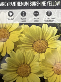 Daisy 'Sunshine Yellow' (Argyranthemum) 140mm - Ladybird Nursery