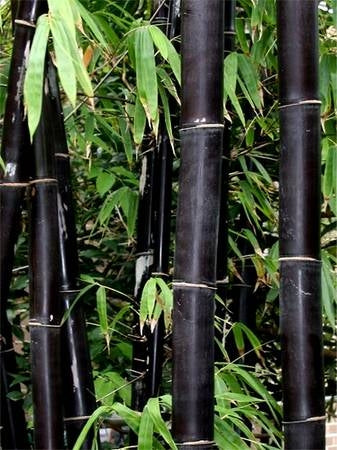 Timor Black Bamboo (Bambusa lako)