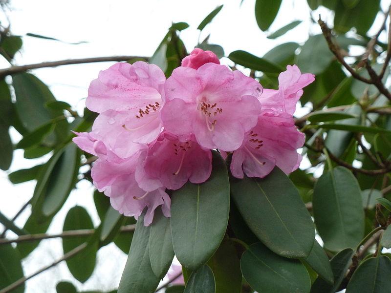 Rhododendron Robyn