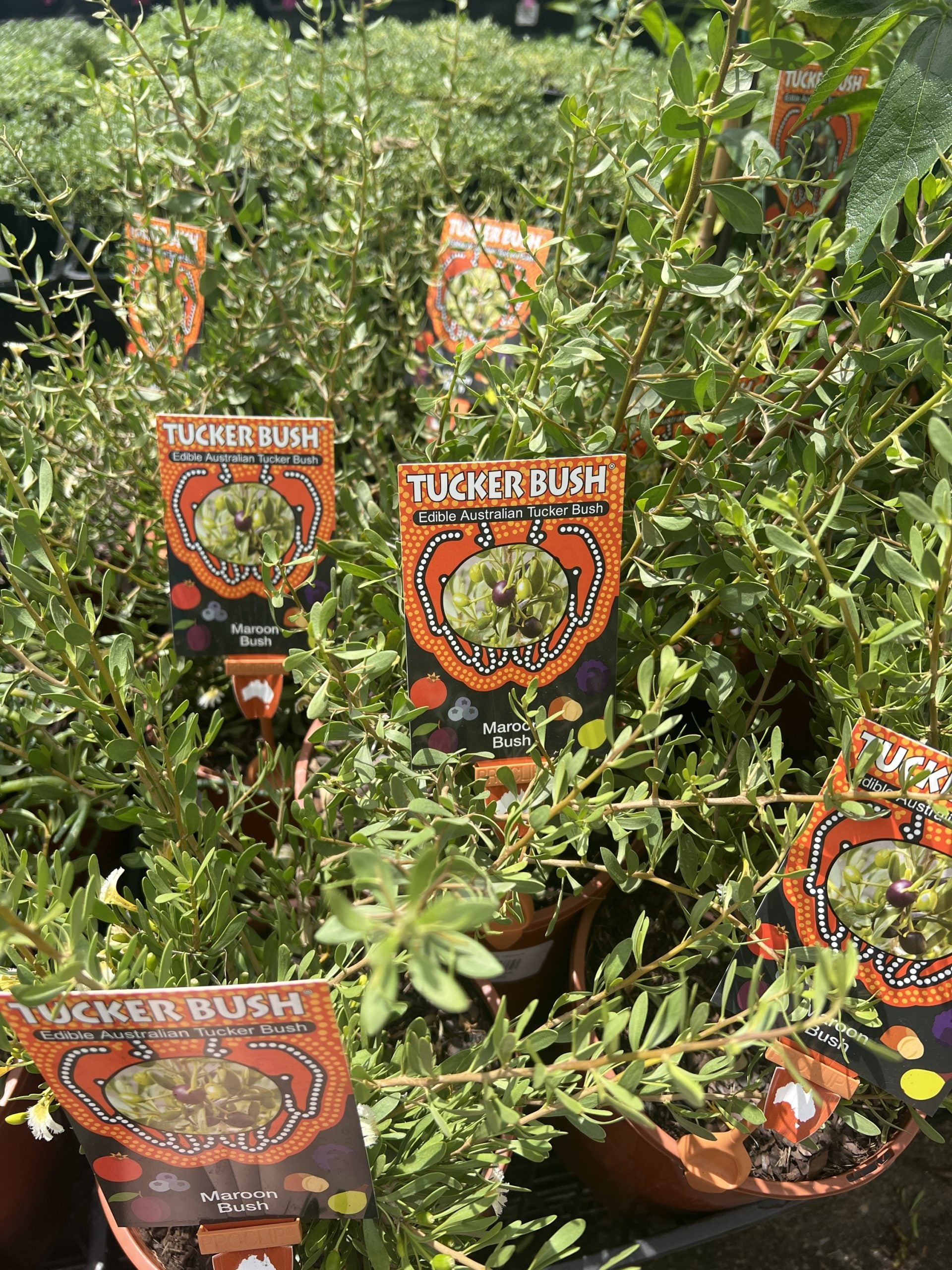 Tucker bush Maroon Bush (Scaevola spinescens)