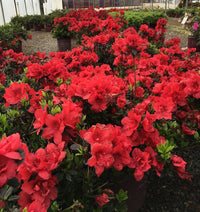 Azalea ENCORE AUTUMN FIRE™ - Ladybird Nursery