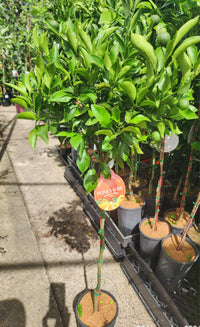 Ponkanomi GIANT Seedless Mandarin (QLD Only) - Ladybird Nursery