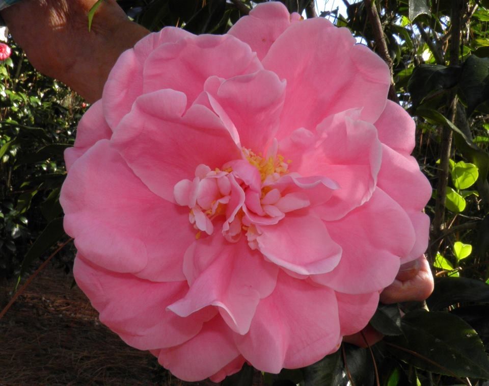 Camellia Tiffany (Camellia japonica)