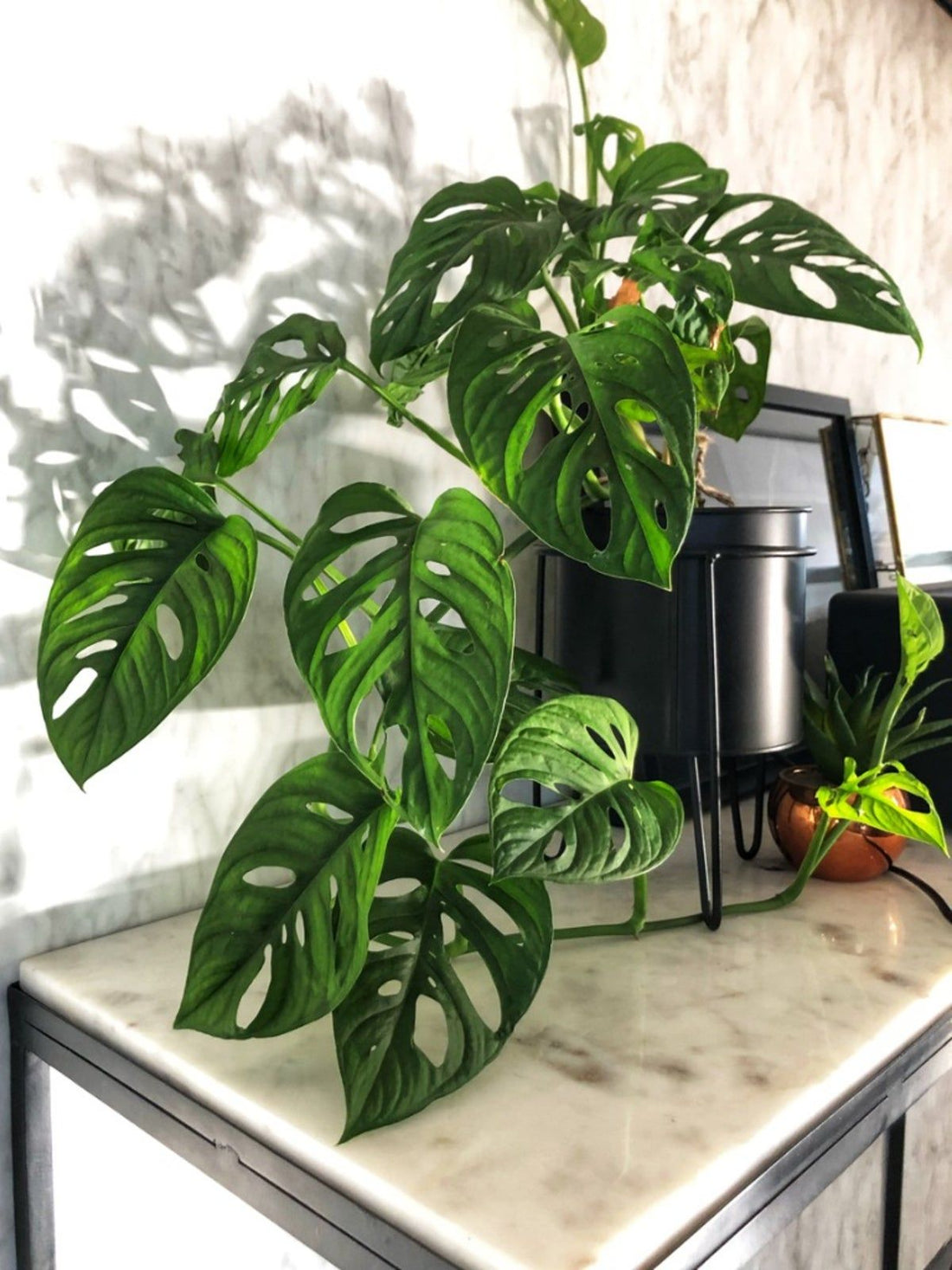 Swiss Cheese Plant (Monstera siltepecana) - Ladybird Nursery
