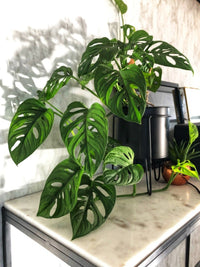 Swiss Cheese Plant (Monstera siltepecana) - Ladybird Nursery