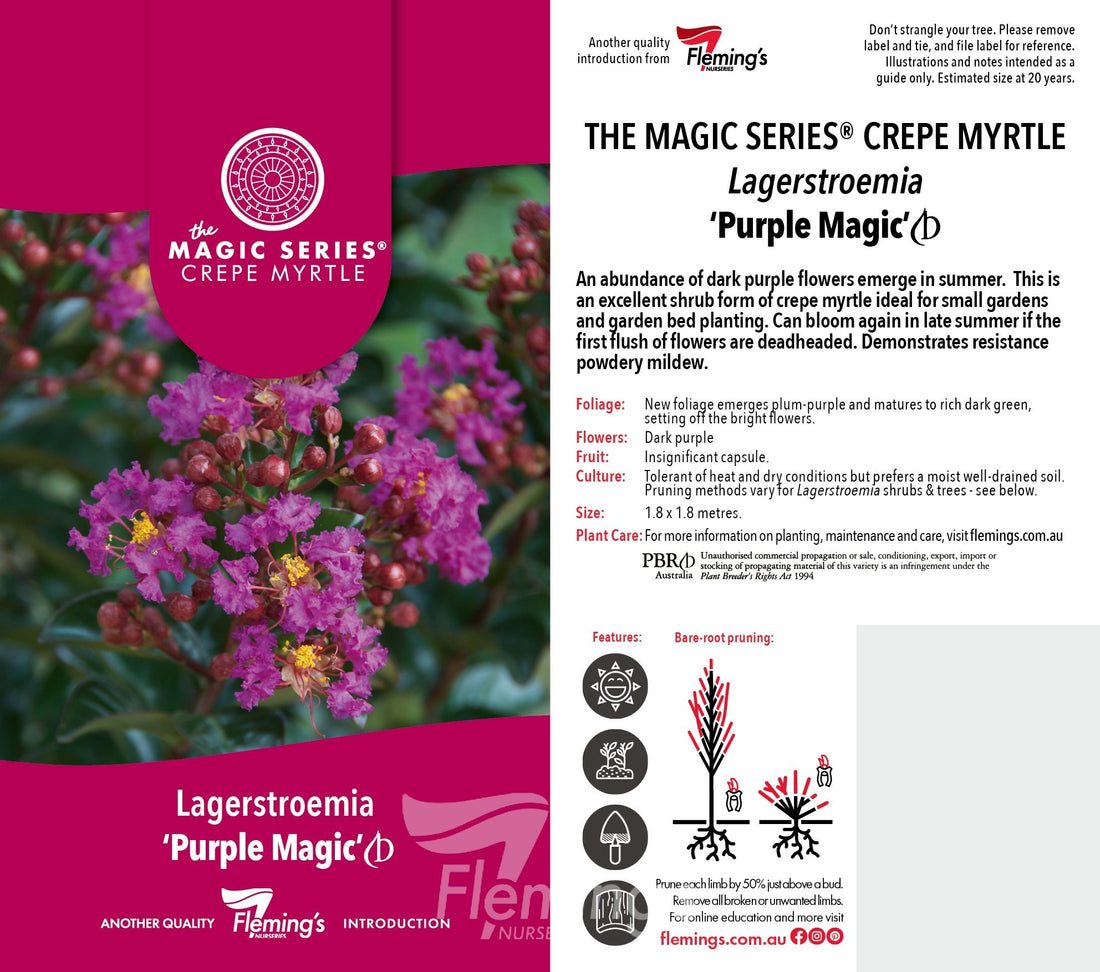 Crepe Myrtle Dwarf Purple Magic (Lagerstroemia indica) - Ladybird Nursery