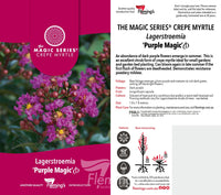 Crepe Myrtle Dwarf Purple Magic (Lagerstroemia indica)