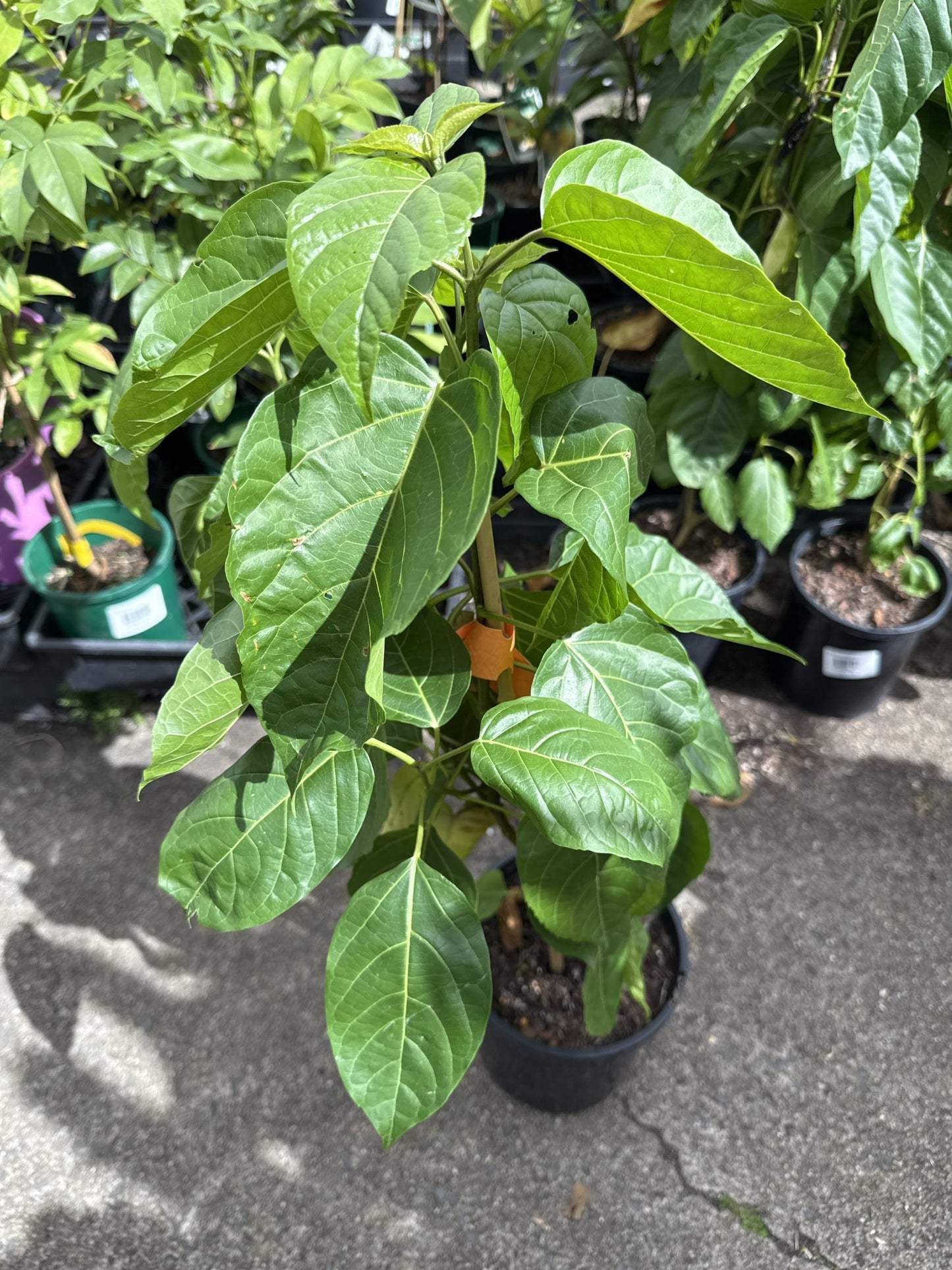 Headache Tree (Premna serratifolia)