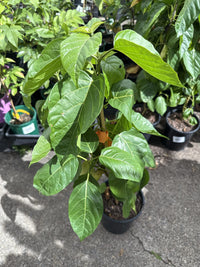 Headache Tree (Premna serratifolia)