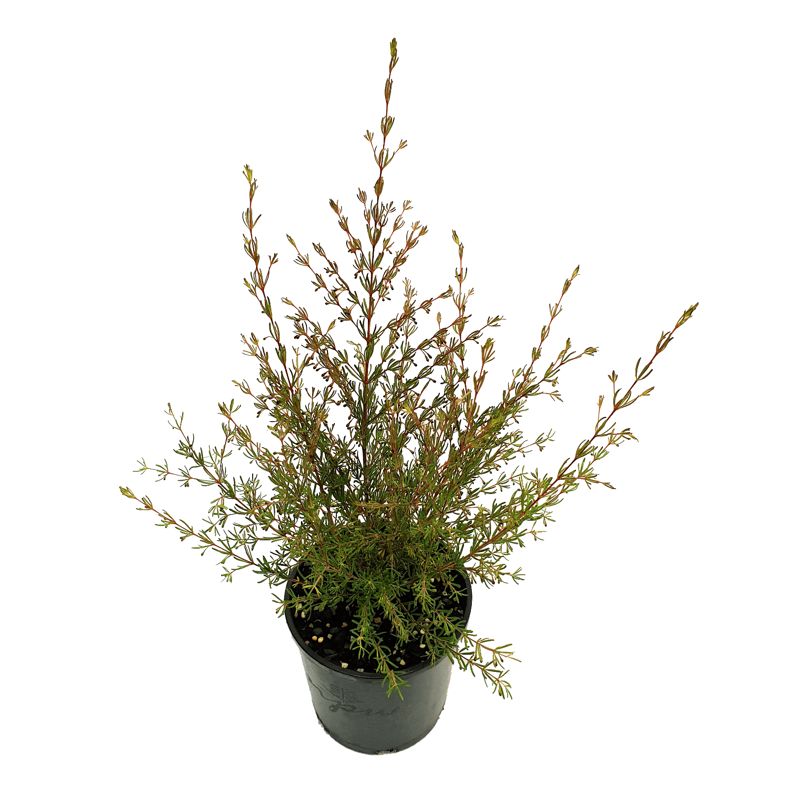 Brown Boronia Heaven Scent (Boronia megastigma)