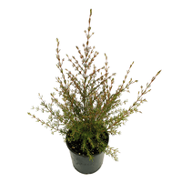 Brown Boronia Heaven Scent (Boronia megastigma)