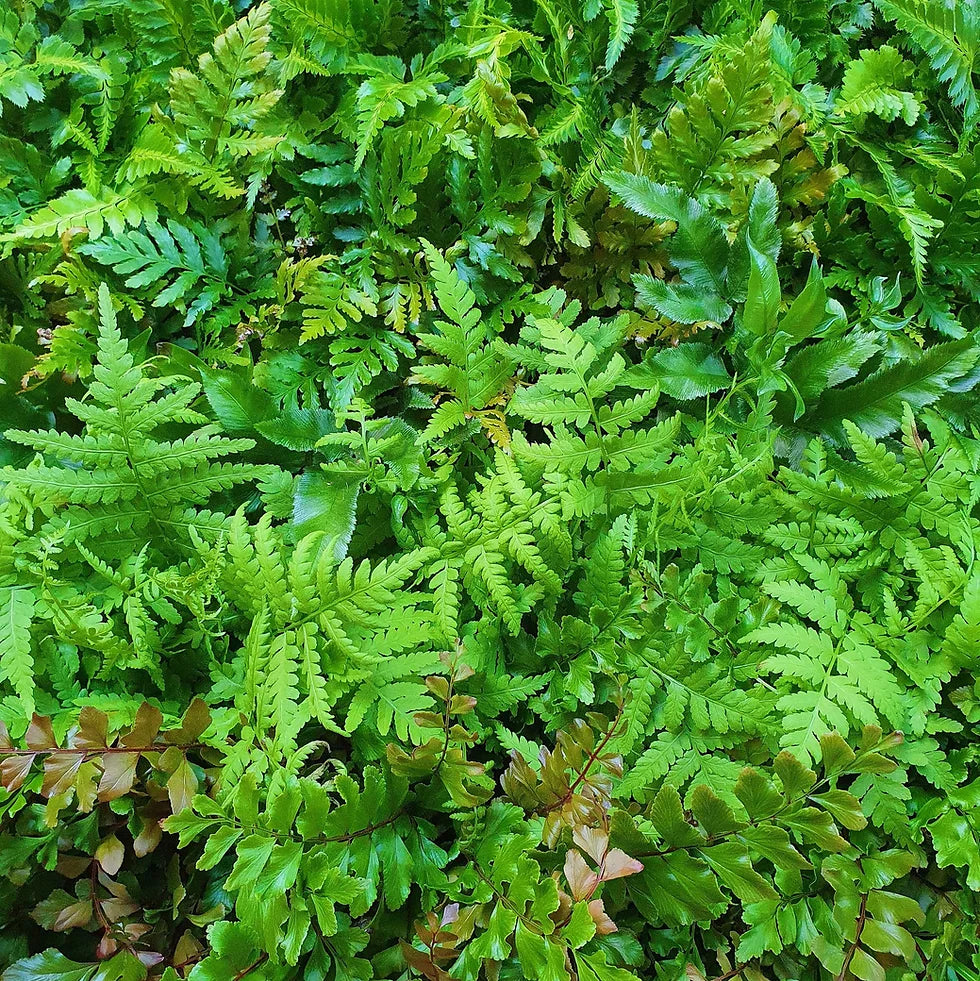 Pteris parkeri