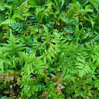 Pteris parkeri