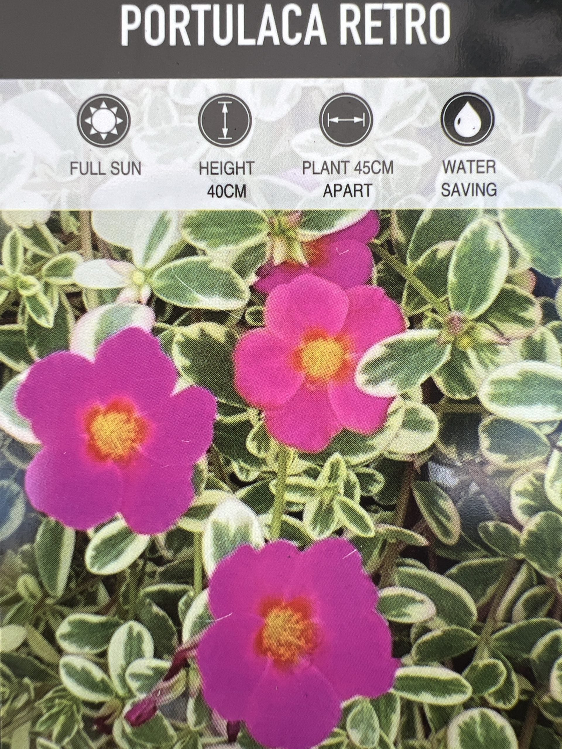 Portulaca Retro 140mm