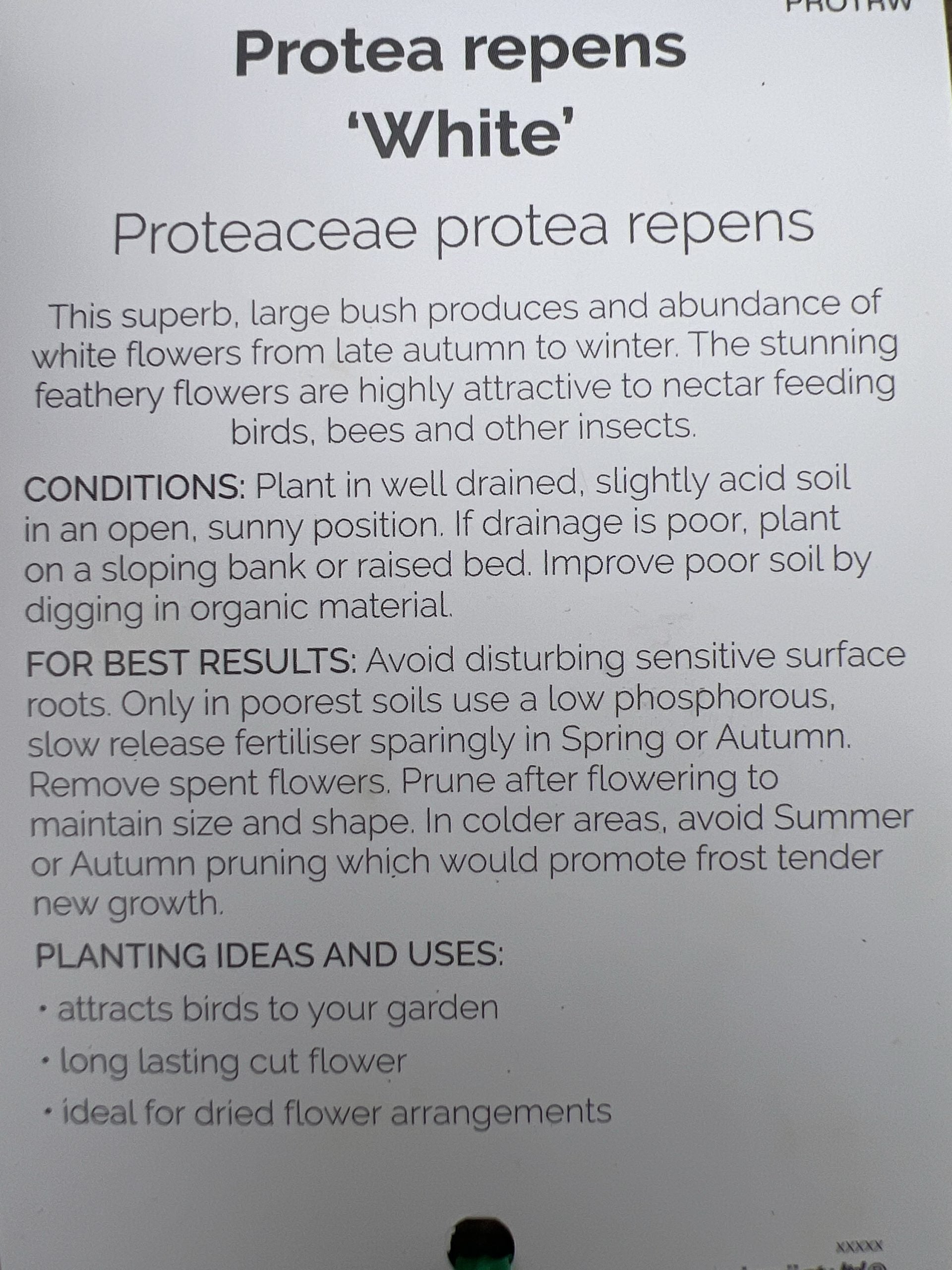 Protea White Repens 300mm PICK UP ONLY