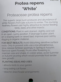 Protea White Repens 300mm PICK UP ONLY - Ladybird Nursery
