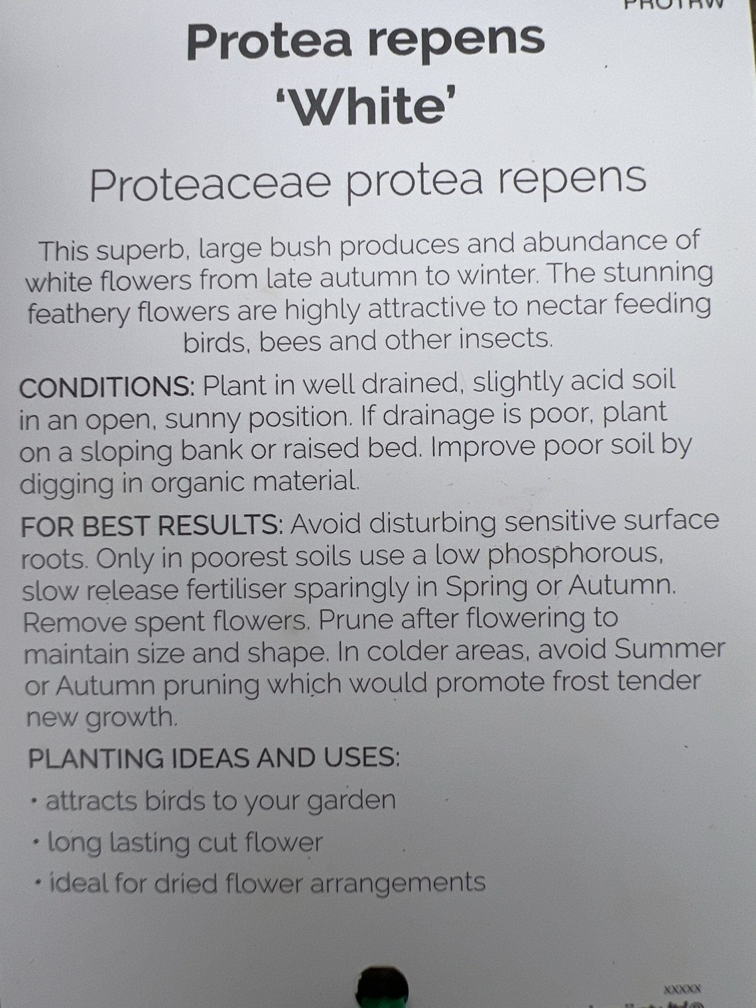Protea White Repens 300mm PICK UP ONLY - Ladybird Nursery