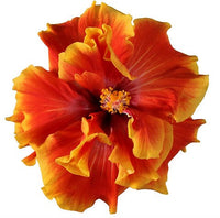 Hibiscus Flamenco™ 'Double Apollo' - Ladybird Nursery