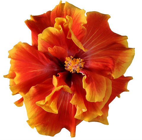 Hibiscus Flamenco™ 'Double Apollo' - Ladybird Nursery