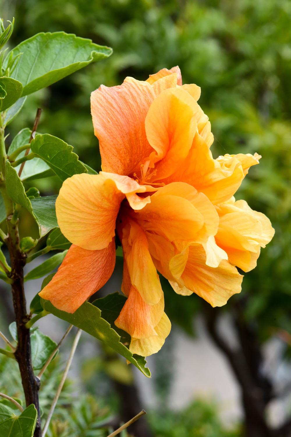 Hibiscus Adonicus Double Orange (Hibiscus rosa - sinensis) - Ladybird Nursery