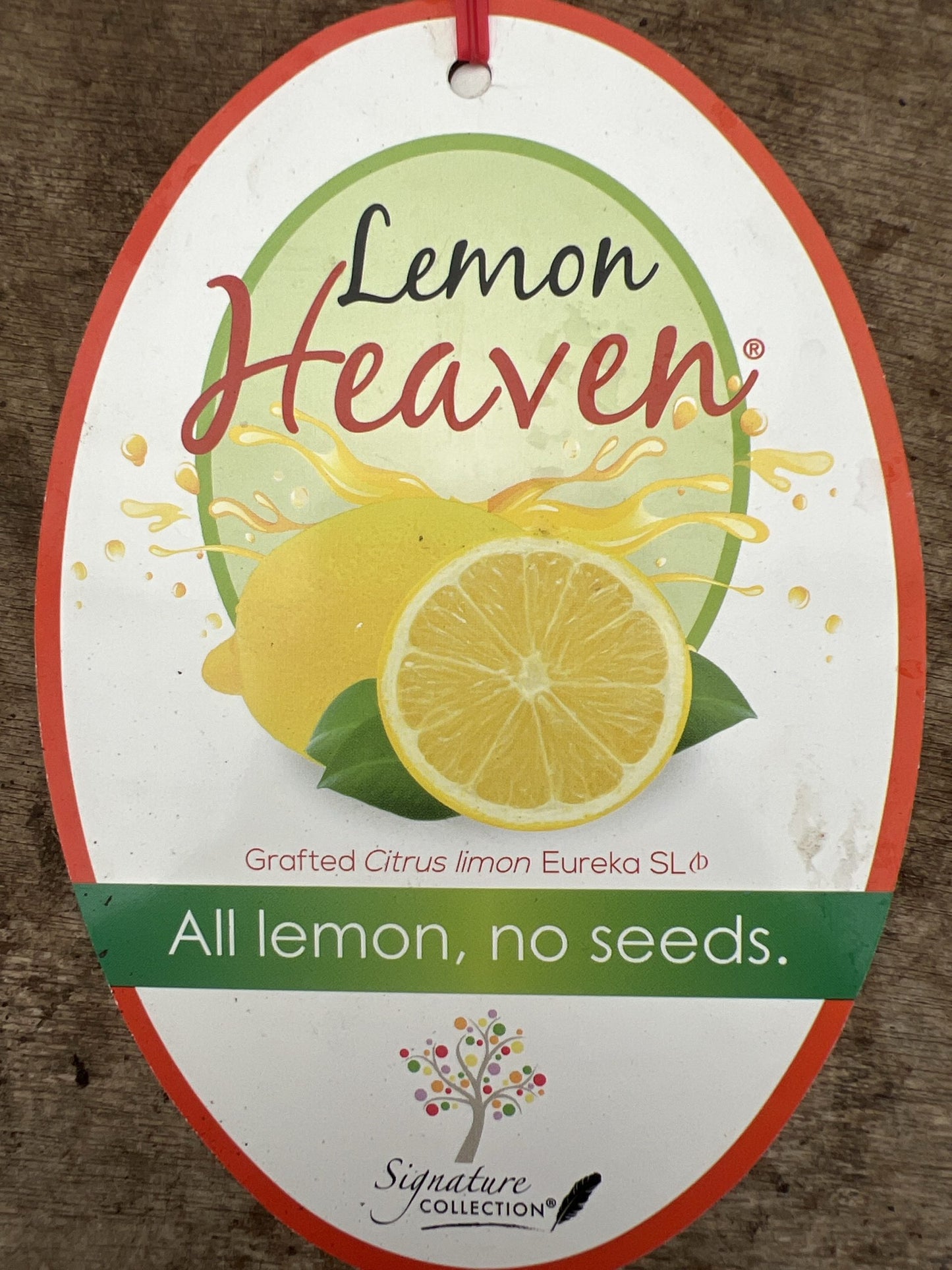 Lemon Eureka Seedless 300mm PICK UP ONLY