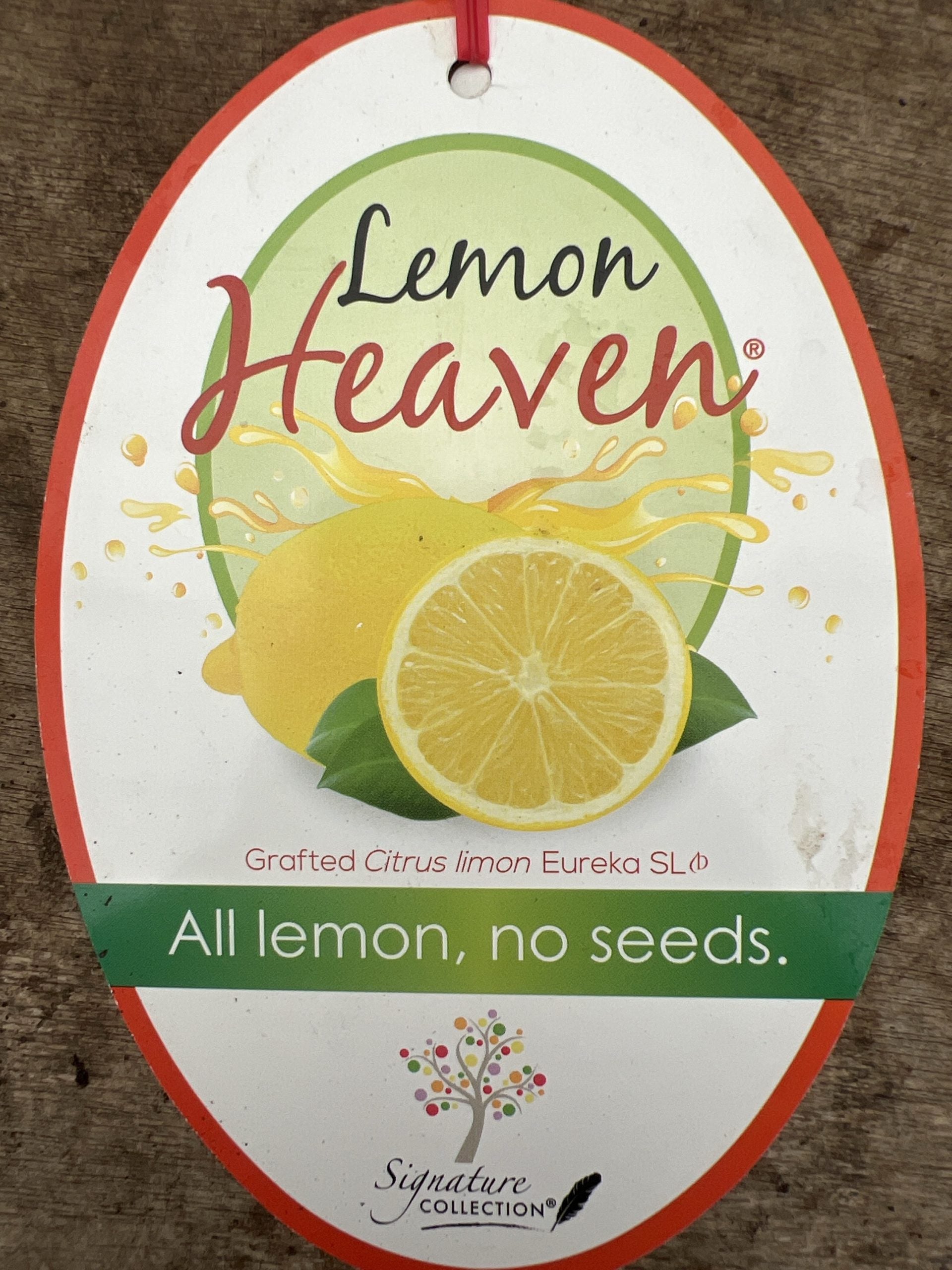 Lemon Eureka Seedless 300mm PICK UP ONLY