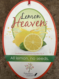Lemon Eureka Seedless 300mm PICK UP ONLY