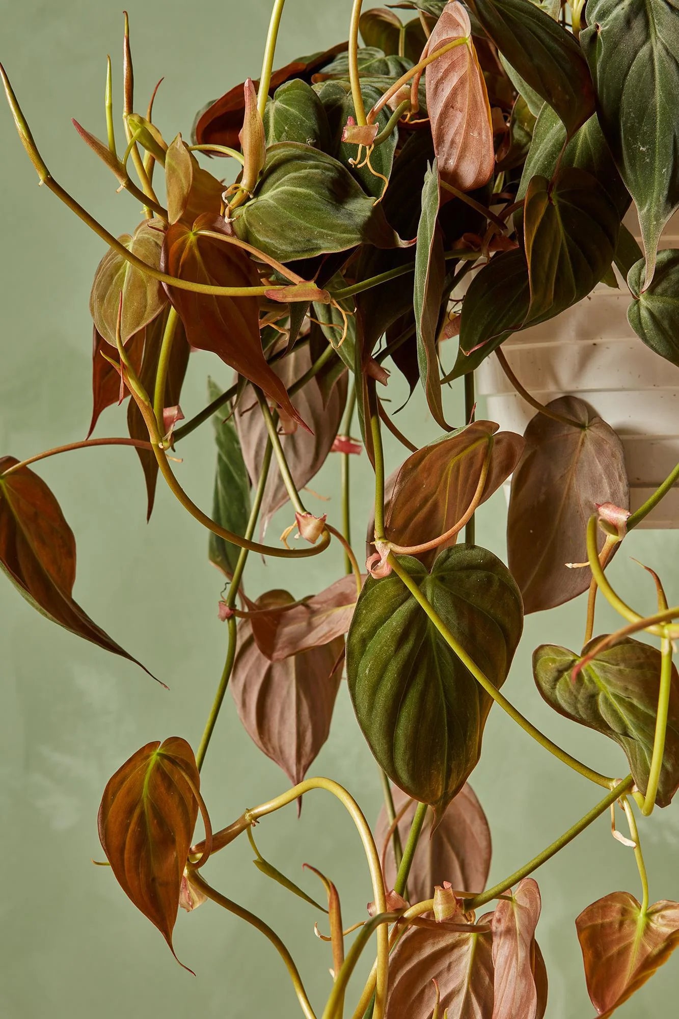 Philodendron (Philodendron micans)