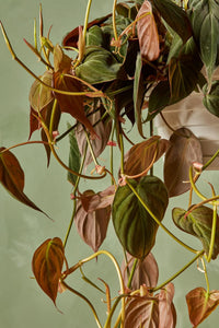 Philodendron (Philodendron micans) - Ladybird Nursery