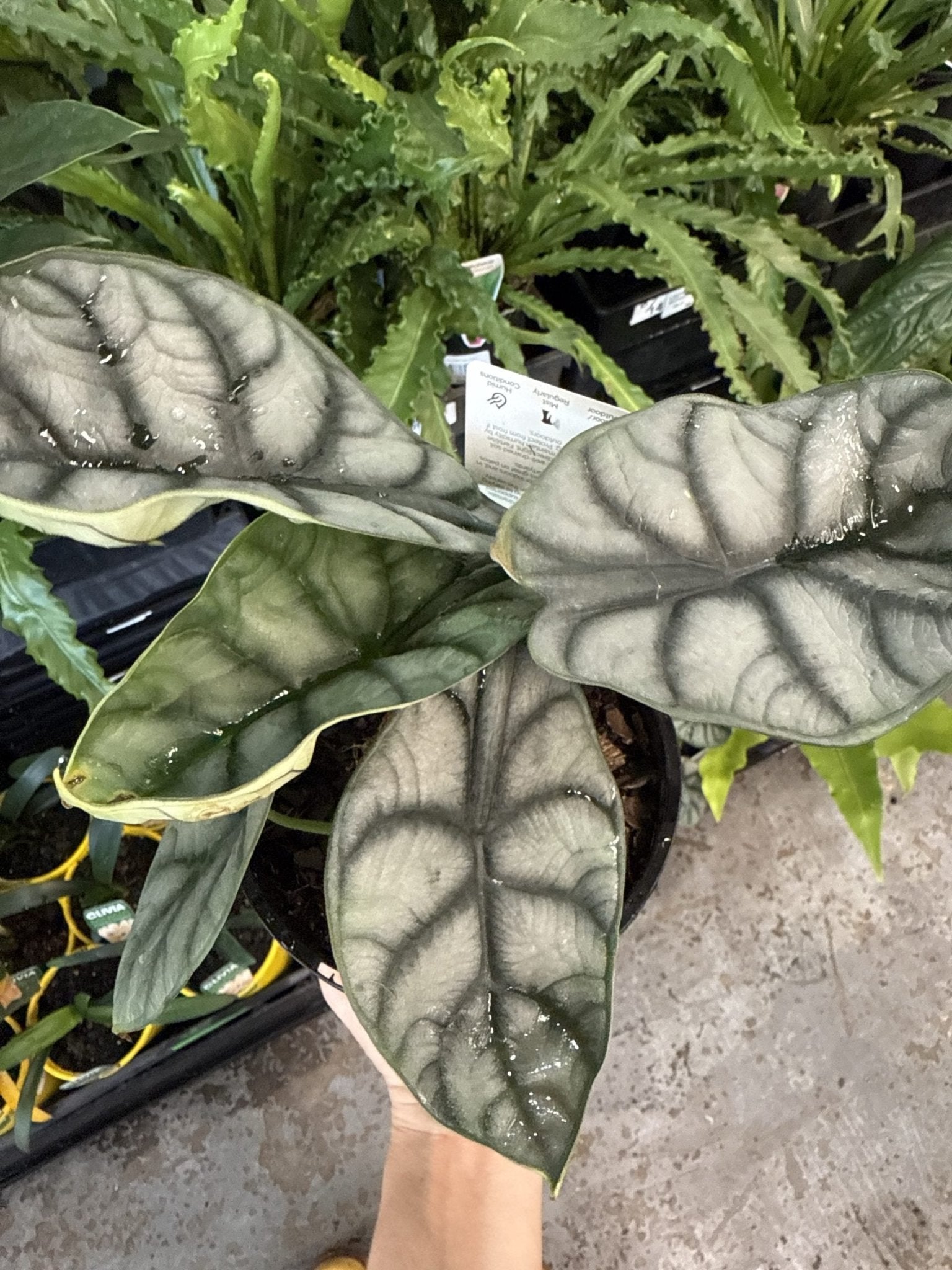 Alocasia ‘Silver Dragon’ (Alocasia baginda) - Ladybird Nursery
