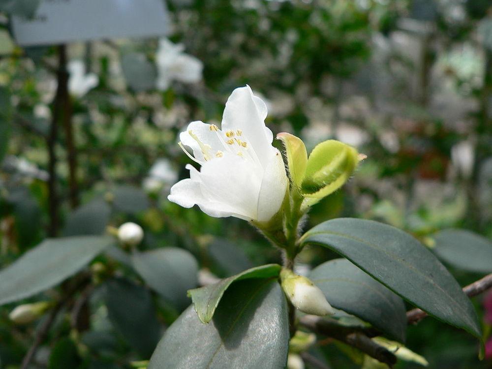 Camellia (Camellia fraterna) - Ladybird Nursery