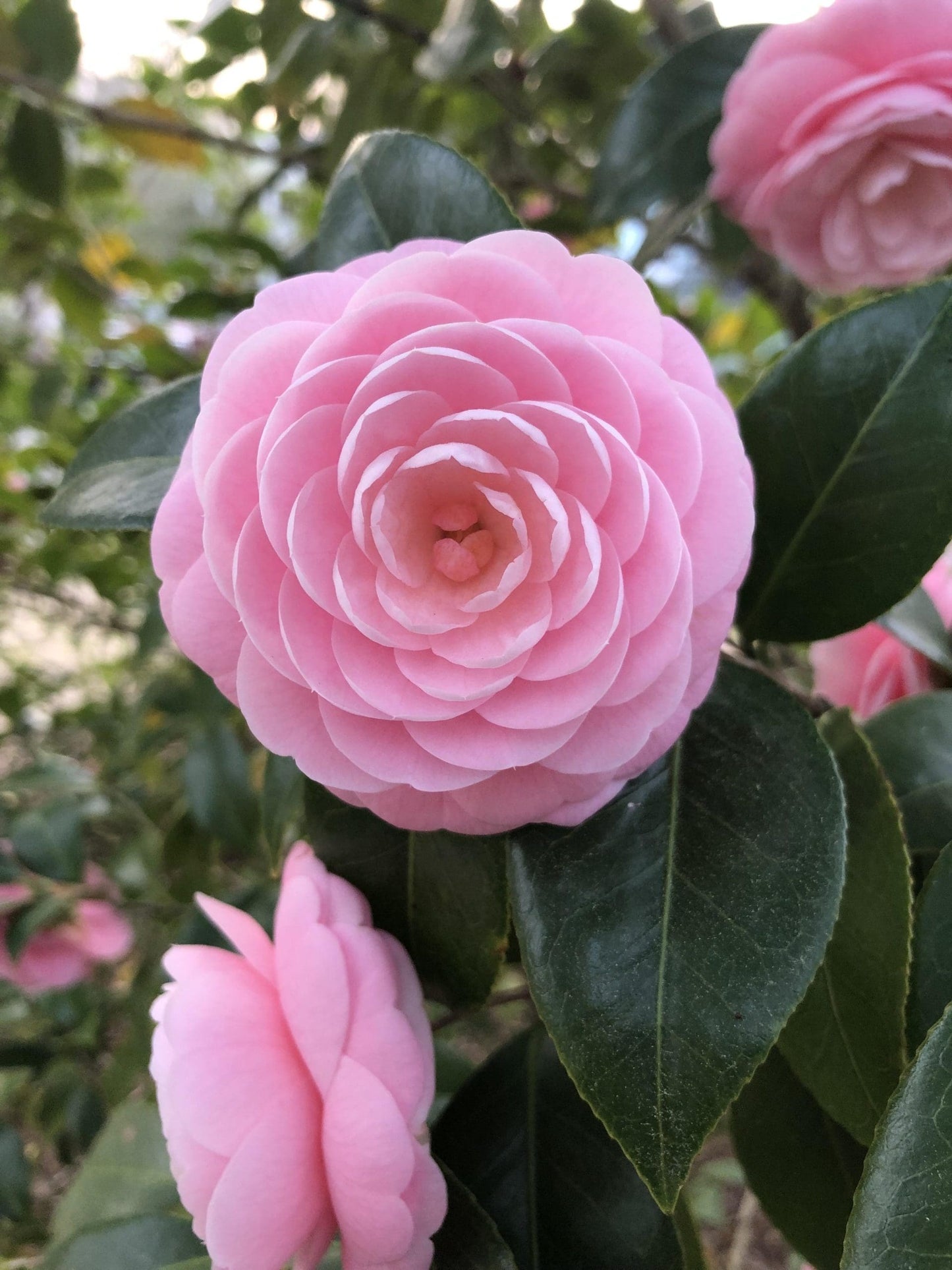 Camellia 'Hari Withers'