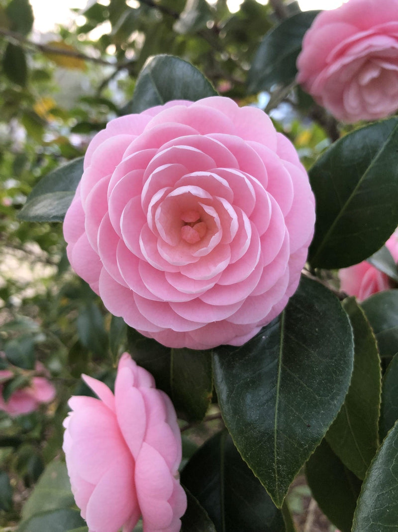 Camellia 'Hari Withers'