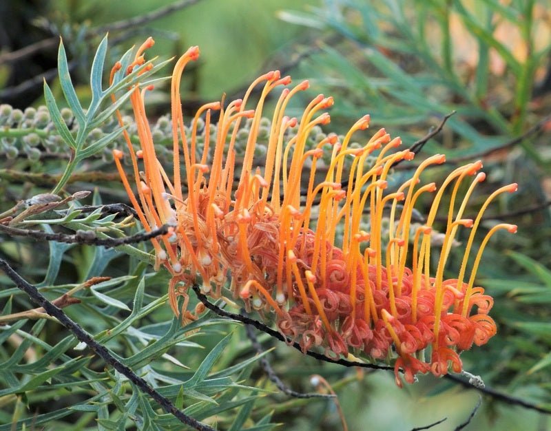 Grevillea Orange Wow - Ladybird Nursery