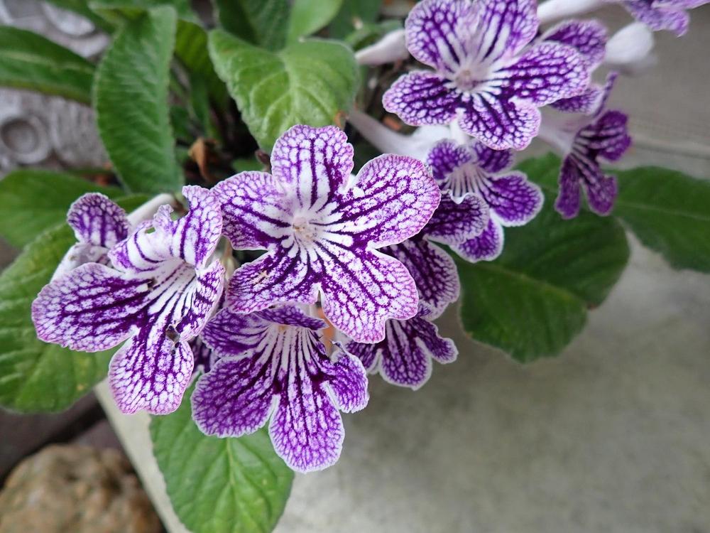 Streptocarpus Lady Slipper ‘Grape Ice’ (Cape Primrose)