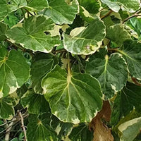 Dinner Plate Aralia (Polyscias scutellaria)