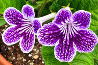 Streptocarpus Lady Slipper ‘Grape Ice’ (Cape Primrose)